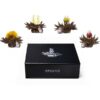 Ein Bild von Creano ErblühTeelini 6er Magnetbox "Schwarzer Tee", in der Kategorie Tee Rosen (Bloomings) Tee Geschenk