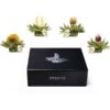 Ein Bild von Creano ErblühTeelini 6er Magnetbox "Weisser Tee", in der Kategorie Tee Rosen (Bloomings) Tee Geschenk