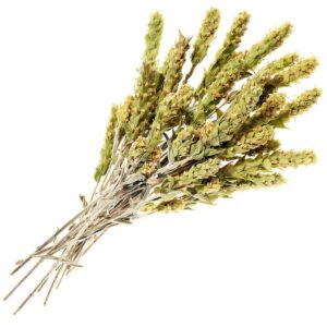 Ein Bild von Griechischer Bergtee - Ganze Rispen - Bio, in der Kategorie Kräutertee und Gewürztee
